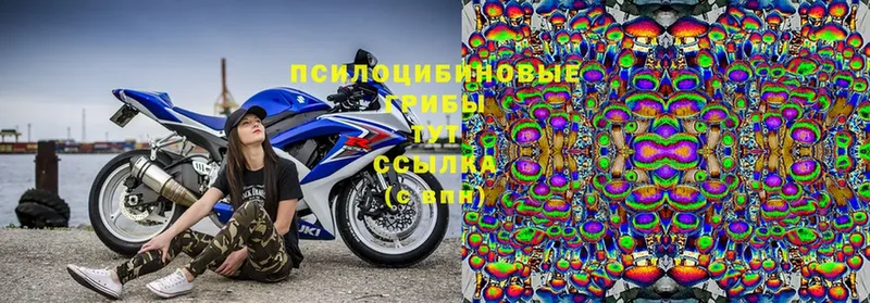 Галлюциногенные грибы Cubensis  Торжок 